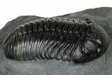 Prone Pedinopariops Trilobite - Mrakib, Morocco #348132-2